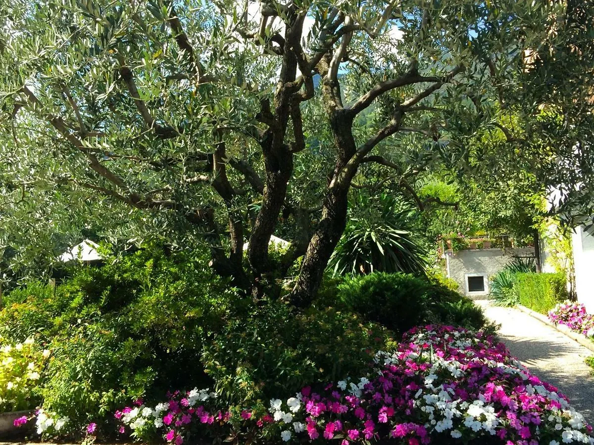 Regina Lago Di Como Dongo